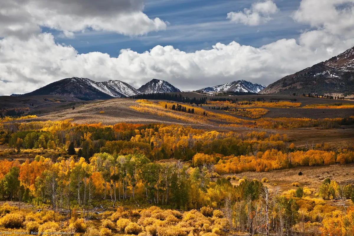 Rolling hills covered in golden and orange aspens near Conway Summit, with dark Sierra peaks and white clouds behind